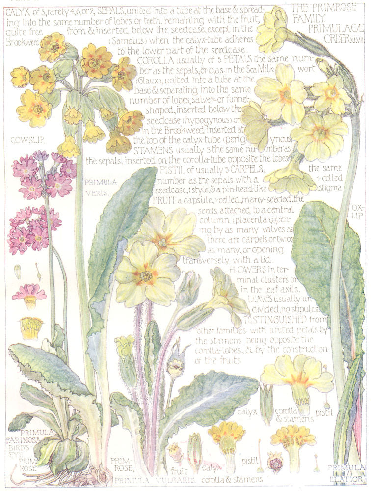 FLOWERS. Primrose Family. Primulaceae. Bird' Eye Prim Rose 1907 old print